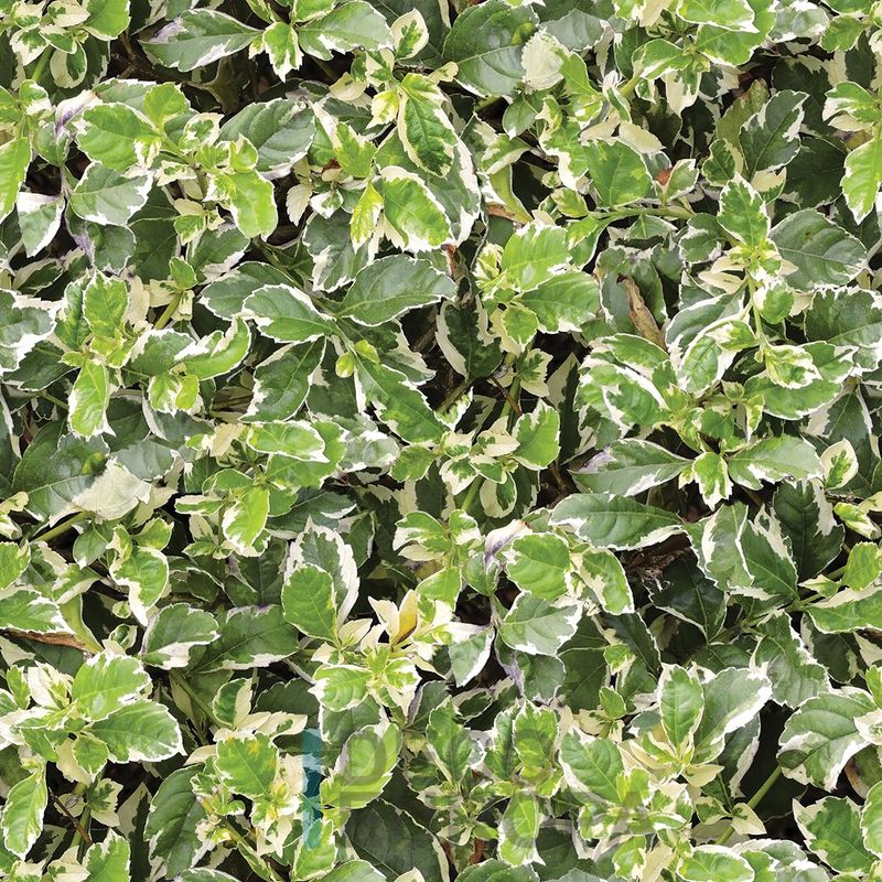 Mural Hojas Verdes y Tropicales - PDF12