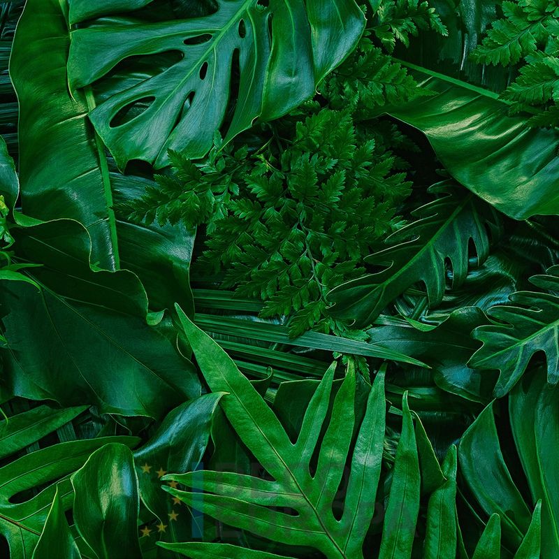 Mural Hojas Verdes y Tropicales - PDF52