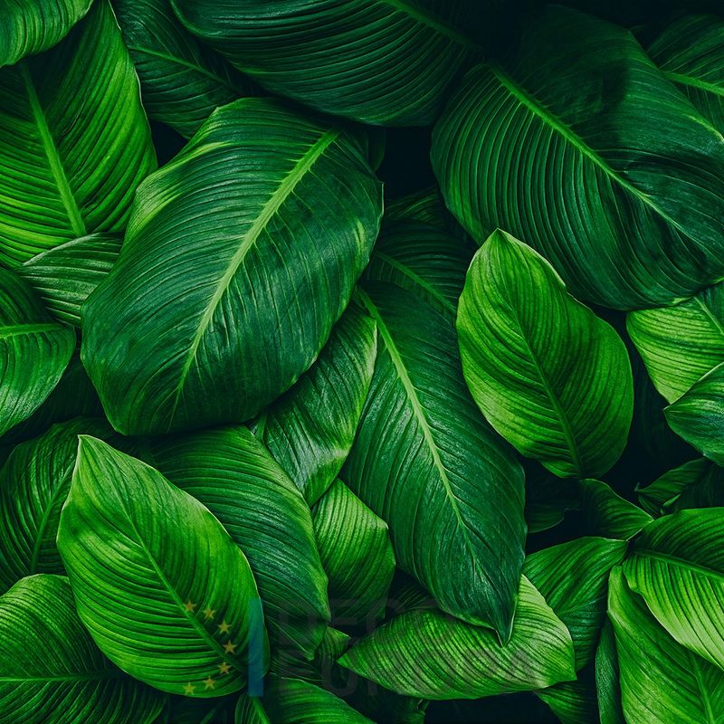 Mural Hojas Verdes y Tropicales - PDF66