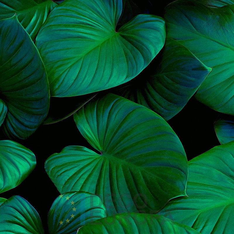 Mural Hojas Verdes y Tropicales - PDF68