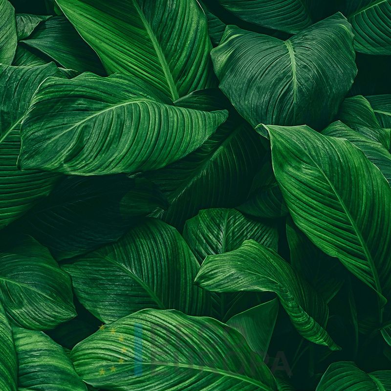 Mural Hojas Verdes y Tropicales - PDF69