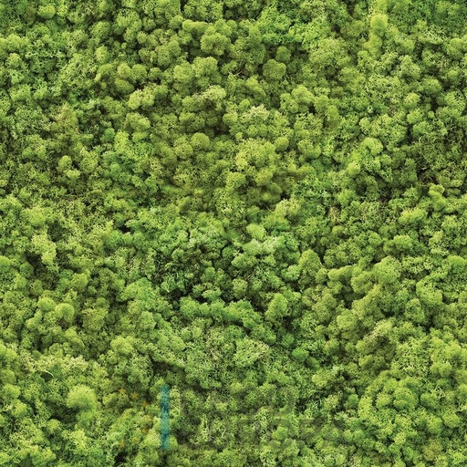 [PDF03] Mural Hojas Verdes y Tropicales - PDF03