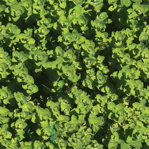 [PDF09] Mural Hojas Verdes y Tropicales - PDF09