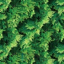 Mural Hojas Verdes y Tropicales - PDF10