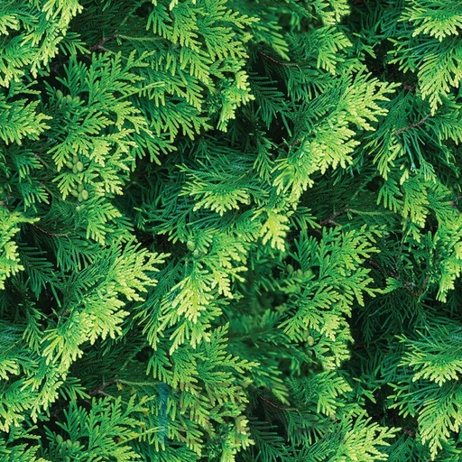 [PDF10] Mural Hojas Verdes y Tropicales - PDF10