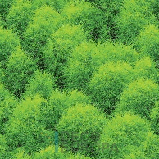 [PDF13] Mural Hojas Verdes y Tropicales - PDF13