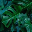 Mural Hojas Verdes y Tropicales - PDF54