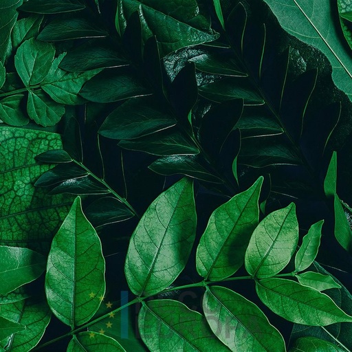 [PDF56] Mural Hojas Verdes y Tropicales - PDF56