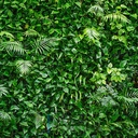 Mural Hojas Verdes y Tropicales - PDF58