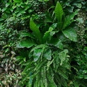 Mural Hojas Verdes y Tropicales - PDF62