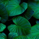 Mural Hojas Verdes y Tropicales - PDF68