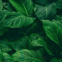 Mural Hojas Verdes y Tropicales - PDF69