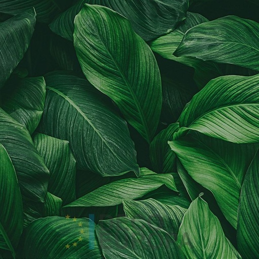 [PDF70] Mural Hojas Verdes y Tropicales - PDF70