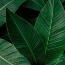 Mural Hojas Verdes y Tropicales - PDF71