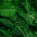 Mural Hojas Verdes y Tropicales - PDF72