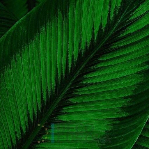 [PDF74] Mural Hojas Verdes y Tropicales - PDF74