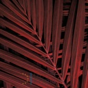 Mural Hojas Verdes y Tropicales - PDF86